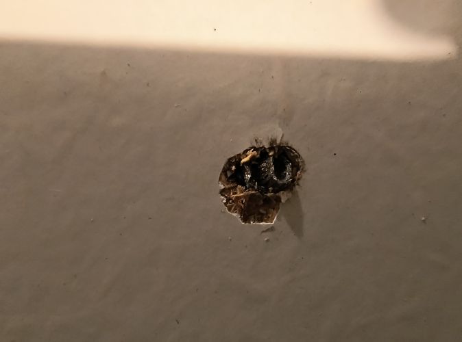 Pawel, Cieszyn Pawel, Cieszyn