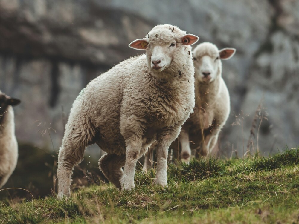 Owce merynosy - wełna merino