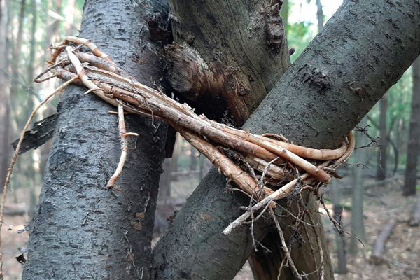 Tieing branches using natural cord