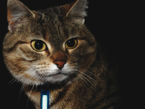 Ni-Glo - Brelok z kółkiem do kluczy Gear Marker - Polimer - Blaze Orange - 91502