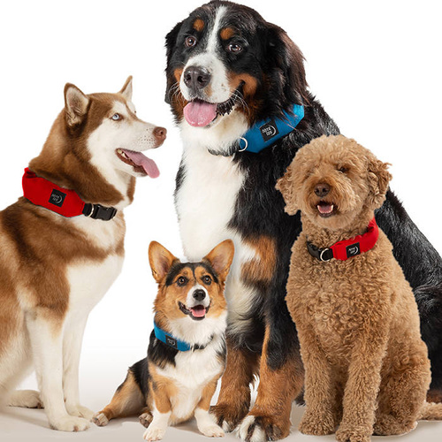 Nite Ize - Obroża dla psa ze smyczą RadDog™ All-In-One - L - Czerwona - RRLL-10-R3